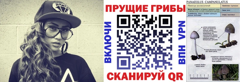Псилоцибиновые грибы Psilocybe  как найти   Ялуторовск 